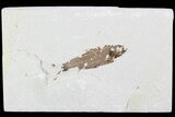 Detailed Fossil Fish (Knightia) - Wyoming #99235-1